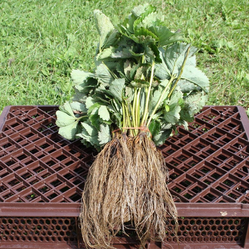 Erdbeergrünpflanzen