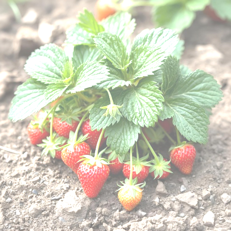 Alles rund um die Erdbeere