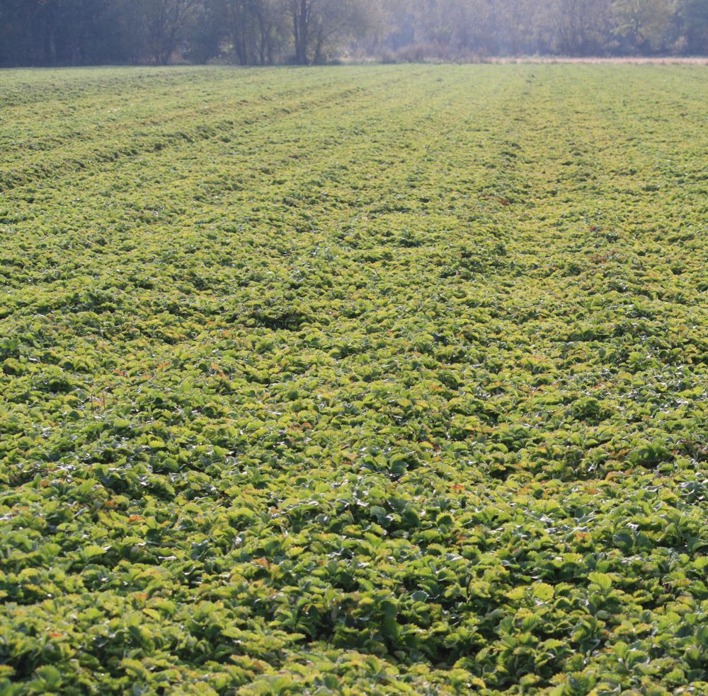 Das Vermehrungsfeld von Erdbeerpflanzen